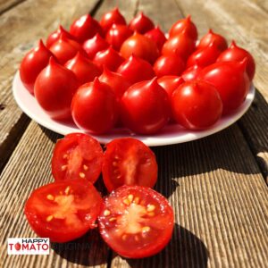 Geranium Kiss tomato