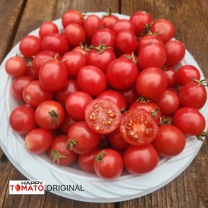 Stars of the Capital (Zvezdy Stolitsy) tomato SEEDLING