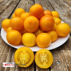 Golden Alatau (Zolotoj Alatau) tomato SEEDLING