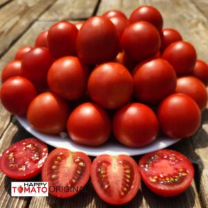 Talisman tomato SEEDLING