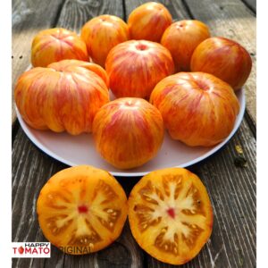 Kozula 141/3 tomato