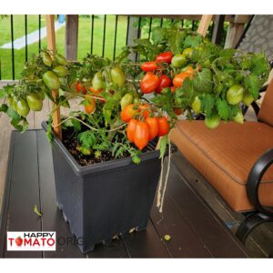 Mini Marzano tomato