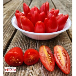 Dachtyla Mynoa tomato