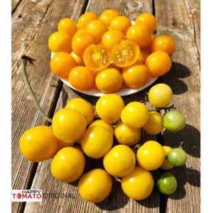 Maleria tomato