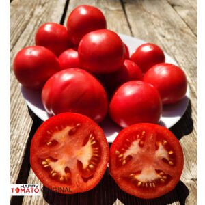 Moscow dawns (Moskovskie zori) tomato SEEDLING