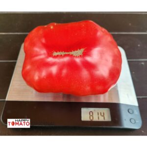 Bear Heart-2 Red tomato SEEDLING