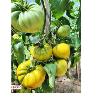 Orange Strawberry tomato SEEDLING