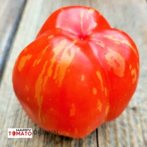 Schimmeig Stoo tomato SEEDLING