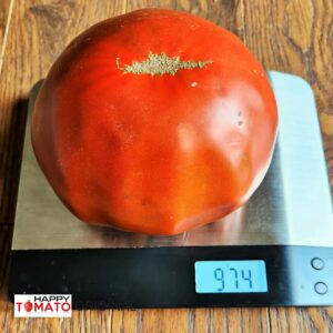 Carol Chyco's Big Paste Black tomato