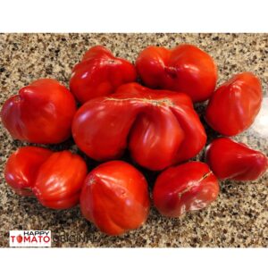 Red crest (Grebeshki krasnye) tomato SEEDLING