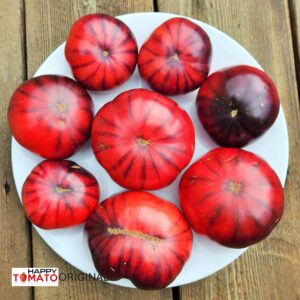 Siberian Tiger tomato SEEDLING