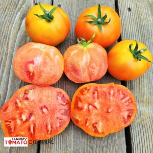 Mandalay tomato,orange exterior with pink flesh SEEDLING