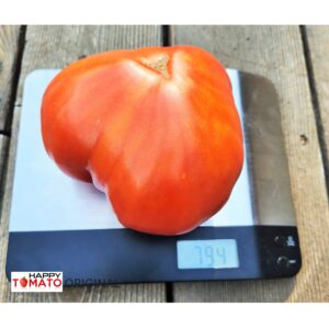 Siberian kilogram (Sibirskij kilogramm) tomato SEEDLING