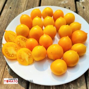 Mt. Vesuvius Yellow (Piennolo Del Vesuvio Giallo, GiaGiu) tomato