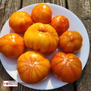 Dwarf Dean's Haley's Rainbow tomato (variegated leaves)