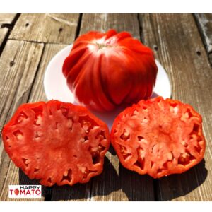 Rome tomato