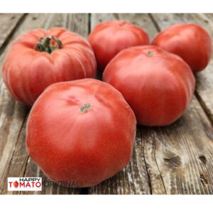 Apricot fuzzy tomato