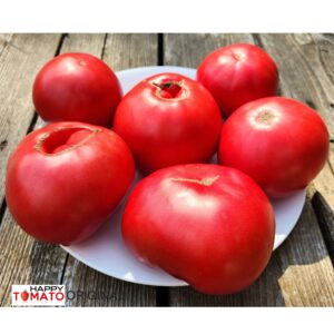 Biysky Rozan tomato