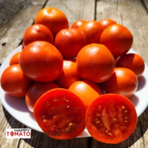 Plovdivska Karotina tomato SEEDLING