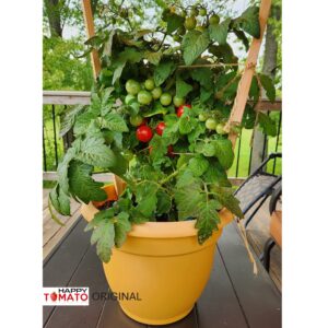 Sugared Cranberries tomato SEEDLING