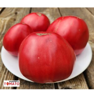 King-2 tomato SEEDLING
