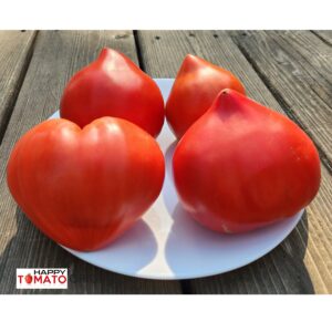 Sheryl's Portuguese Red Heart tomato SEEDLING