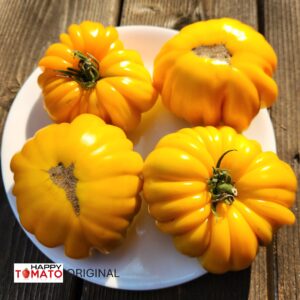 Oro Giant tomato SEEDLING