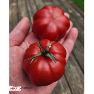 Pisanello da Bruschetta (Pisanello o Pisa) tomato