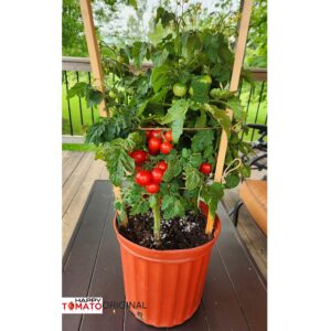 Red Robin Micro Dwarf tomato