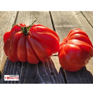 Big Red Bag tomato SEEDLING