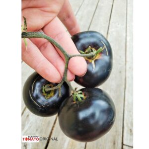 Black Beauty tomato