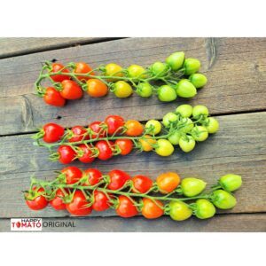 Gardener's Sweetheart tomato