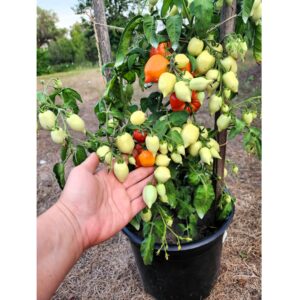 Herzcocktail Tomato