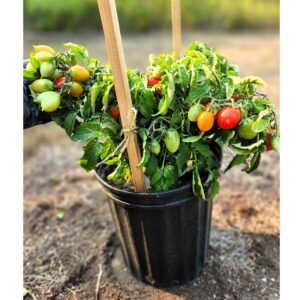 MD Hardin's Miniature Tomato