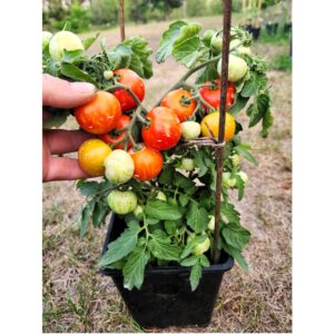 Mini Me Tomato