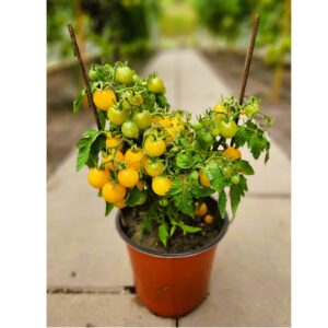 Rejina Yellow Tomato