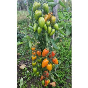 Sweet Cream Tomato