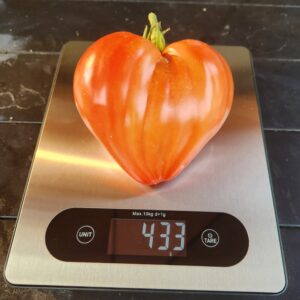Kyzyl Tau Tomato