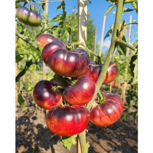 Mlle Foriers Tomato