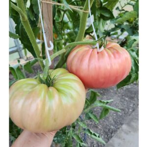 Zena's Gift Tomato