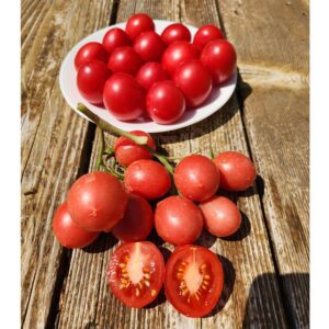Shimofuri cascading tomato, variegated leaves
